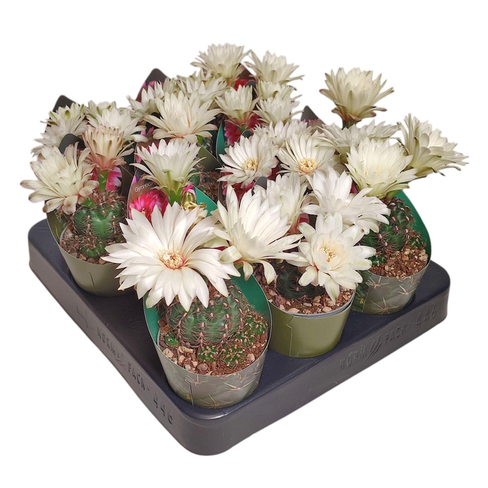 <h4>GYMNOCAL BALDIANUM</h4>