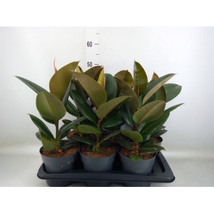 Ficus elastica 'Robusta'