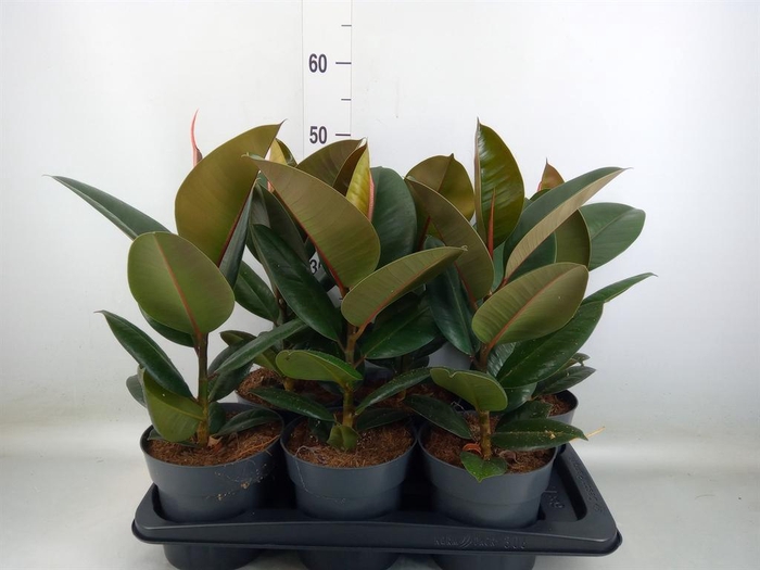 <h4>Ficus elastica 'Robusta'</h4>