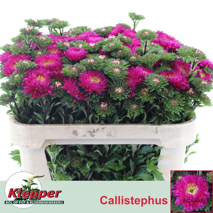 <h4>CALLIS AZUMI XL PINK</h4>