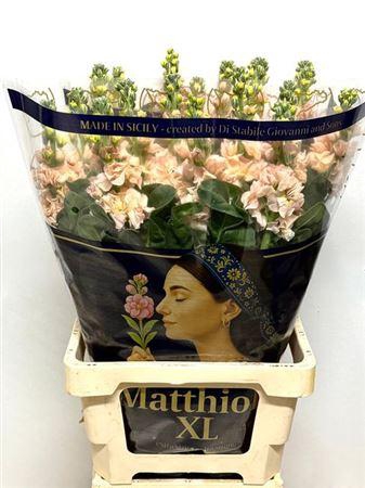 <h4>Matth Iron Apricot</h4>