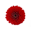 GERBERA BOLERO WINWIN < 050 CM < 10 CM DIAM