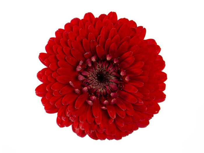 <h4>GERBERA BOLERO WINWIN < 050 CM < 10 CM DIAM</h4>