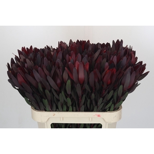 Leucadendron Saf Sunset Dark R.