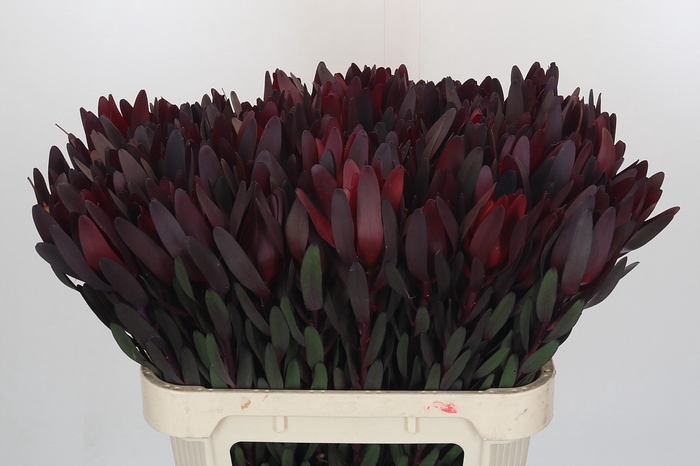 <h4>Leucadendron Saf Sunset Dark R.</h4>