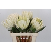 Protea Cyn. Ayoba Arctic Ice
