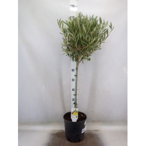 Olea europaea