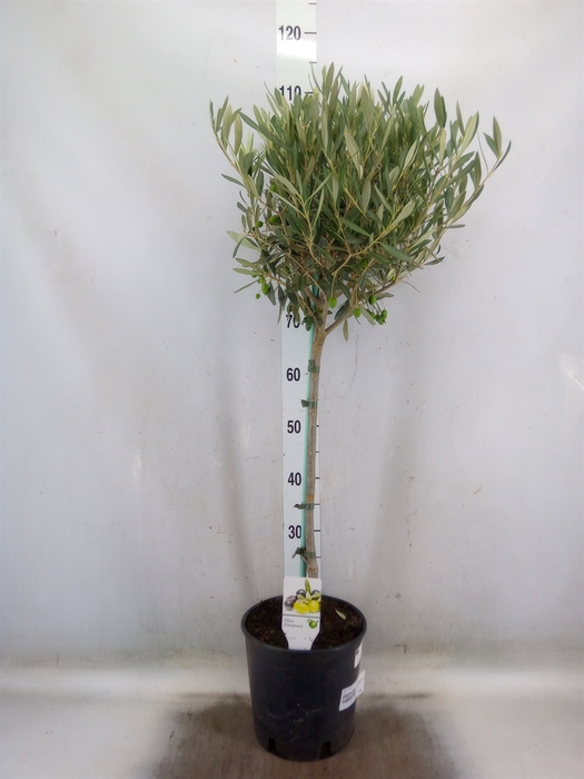 <h4>Olea europaea</h4>