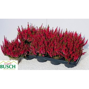 CALLU BL SABELLA