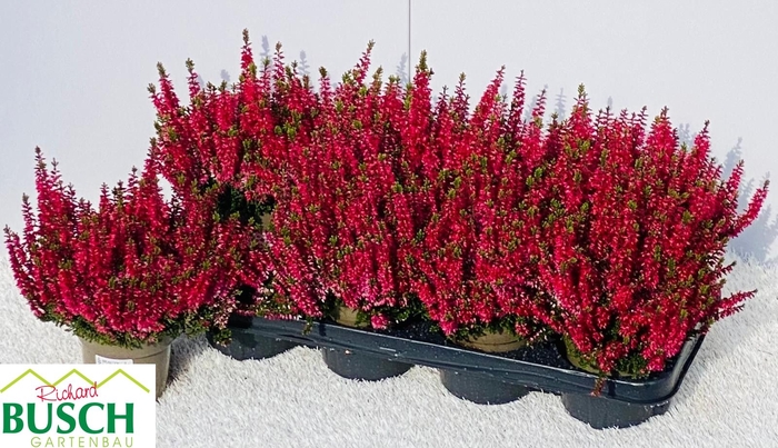 <h4>CALLU BL SABELLA</h4>