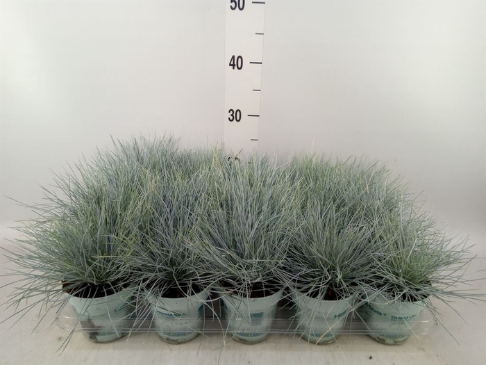 <h4>Festuca glauca 'Compacta Blue'</h4>
