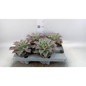 Echeveria   ...