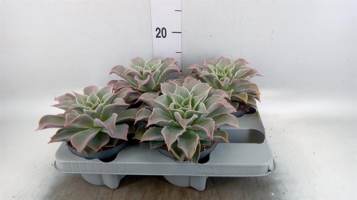 <h4>Echeveria   ...</h4>