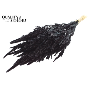 Amaranthus per bunch Black