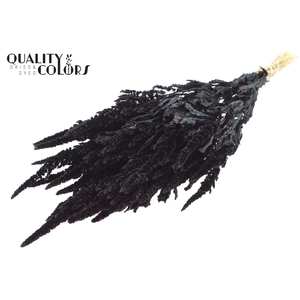 Amaranthus per bunch Black
