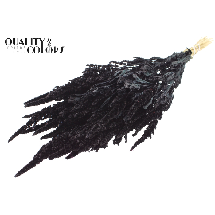 <h4>Amaranthus per bunch Black</h4>