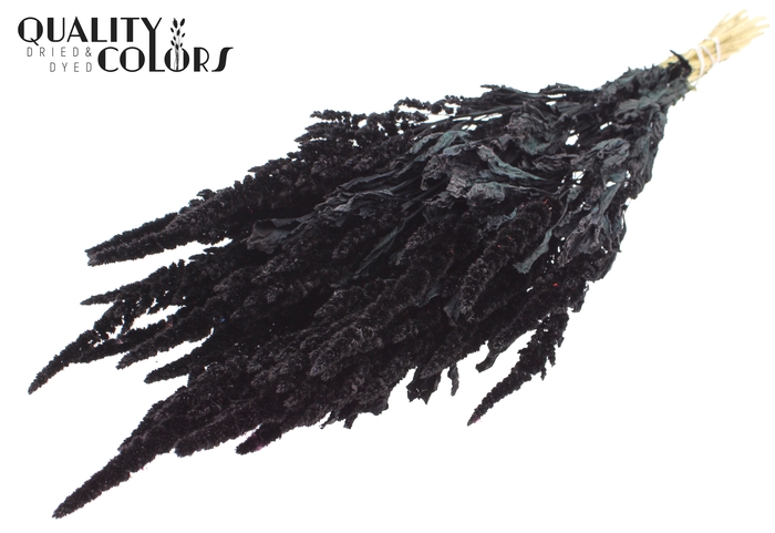 Amaranthus per bunch Black
