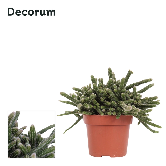 <h4>RHIPSALIS BACCIFERA</h4>