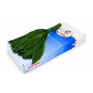 Aspidistra Italia 60cm