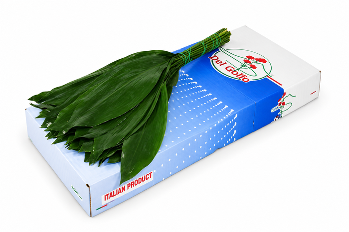 Aspidistra Italia 60cm