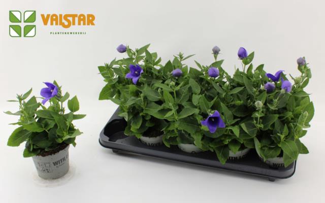 PLATYCO GR ASTRA BLU