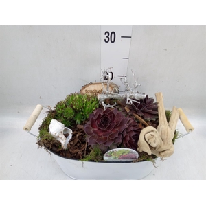 Arr.  Sempervivum L%