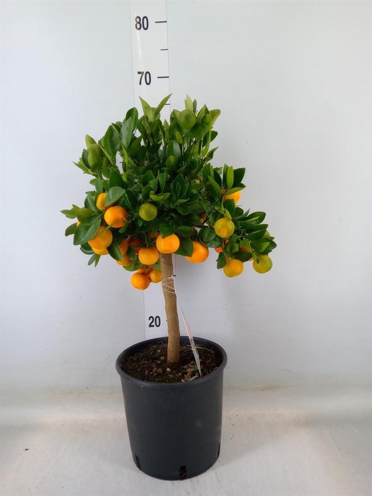 <h4>Citrus   ...</h4>