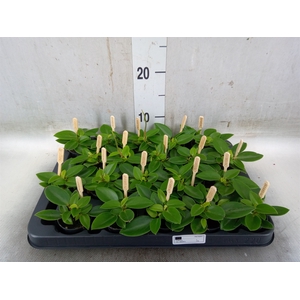 Peperomia pros. 'Pixie'