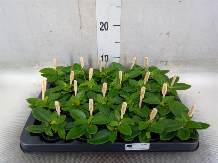 <h4>Peperomia pros. 'Pixie'</h4>