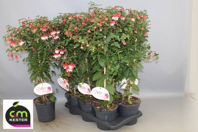 <h4>FUCHSIA OV</h4>