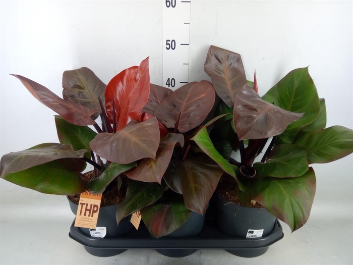 <h4>Philodendron   ...</h4>