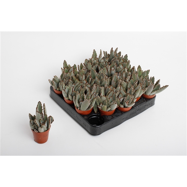 <h4>Kalanchoë Tomentosa Light</h4>