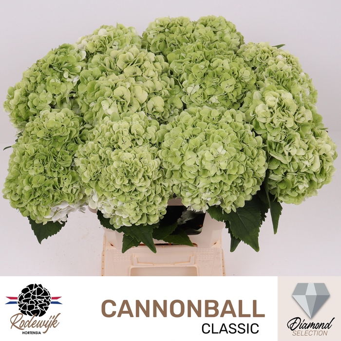 <h4>HYDR M CANNONBALL CL</h4>