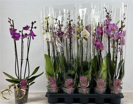 <h4>Phal Gem 3 Branches 21+</h4>
