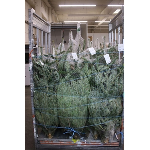 Abies Nordmanniana Gezaagd