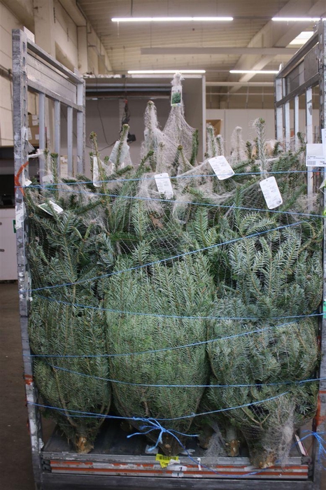 <h4>Abies Nordmanniana Gezaagd</h4>