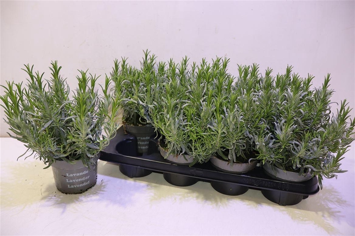 <h4>arr8 Lavan An Dwarf Blue</h4>