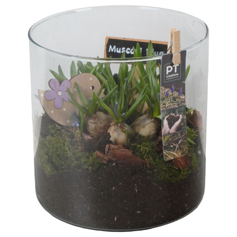 <h4>PTMB1009 Arrangementen Muscari</h4>