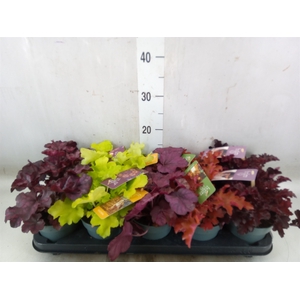 Heuchera  'Indian Summer'   ...mix