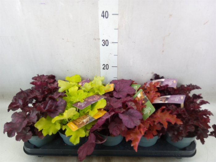 <h4>Heuchera  'Indian Summer'   ...mix</h4>