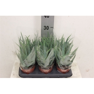 Aloe arborescens