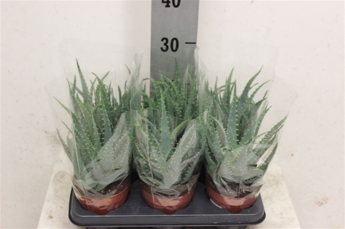 <h4>Aloe arborescens</h4>