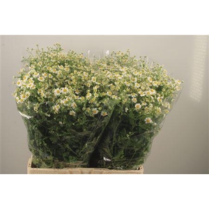 Tanacetum Pa Cameron X100