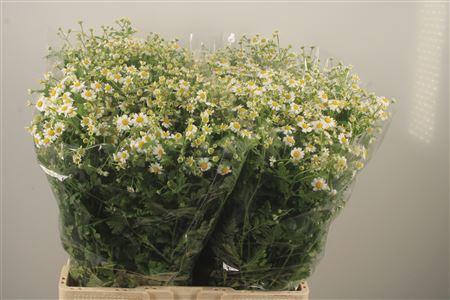<h4>Tanacetum Pa Cameron X100</h4>