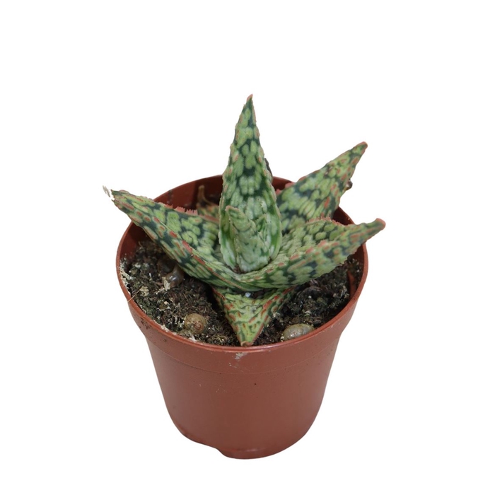 Aloe Pink Blush