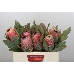 Protea Barbigera Air