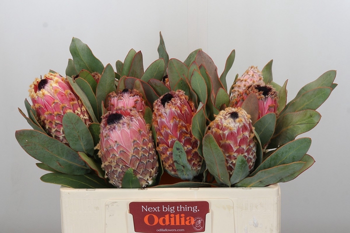 <h4>Protea Barbigera Air</h4>