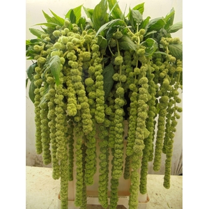 Amaranthus Cycloop Extra