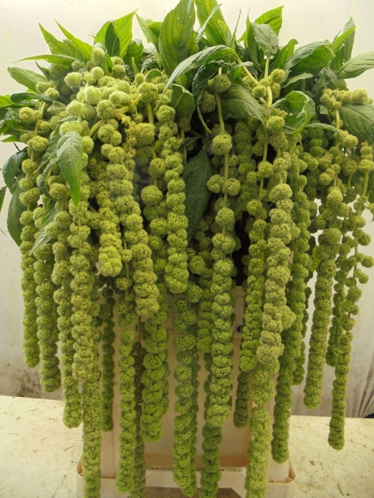 <h4>Amaranthus Cycloop Extra</h4>