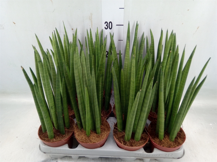 <h4>Sansevieria cyl.  ...</h4>